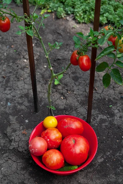 Harvest tomatoes from one bush. A red plastic plate with red tomatoes stands on dry, cracked ground in front of a tall bush of tomatoe