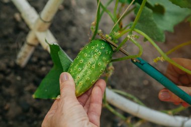 Olgun yeşil salatalık makasla kesilir.