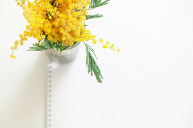 Spring came. Branch of yellow mimosa on a white background top view. Left sheet with tear-off calendar perforatio