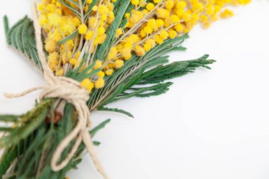 Spring bouquet. A branch of yellow mimosa lies on a white background close-up. The bouquet is tied with a rop