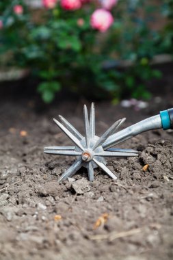 Manual rotary with two sprocket tills the soil in the vegetable garden close-up. Blurred rose bush in the backgroun