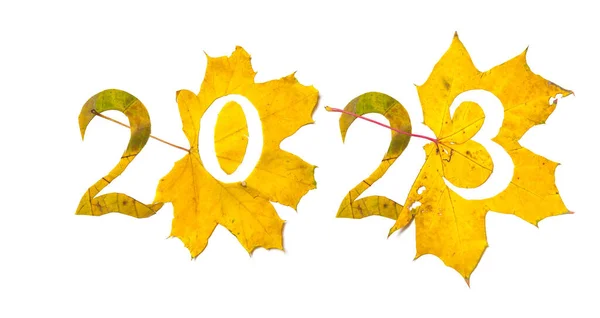 Autumn Numbers 2023 Lined Beautiful Yellow Maple Leaves Carved Numbers — Photo