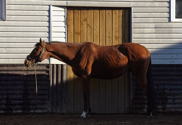 A bay horse with a long tail without a left eye stands bareback against the backdrop of the stable building. Visible musculature and muscle relie