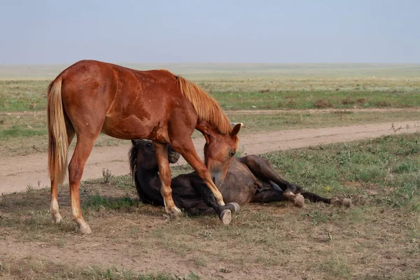 Återhållsamhet Hos Hästar Hästen Ligger Stäppen Närheten Röd Häst Biter — Stockfoto