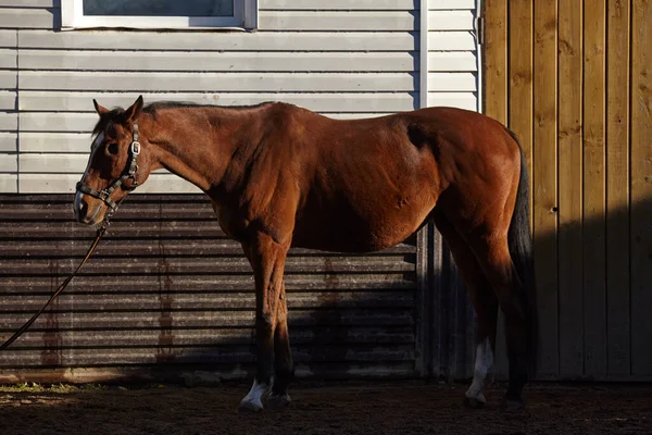 A bay horse with a long tail without a left eye stands bareback against the backdrop of the stable building. Visible musculature and muscle relie