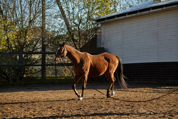 A bay horse with a long tail without a left eye walks in a dirt paddock without a saddle. Visible musculature and muscle relie