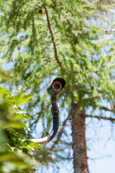 Video surveillance camera is mounted on a metal stand. In the background is a green larch tree. Large green leaves of plants grow nearby. Bottom vie