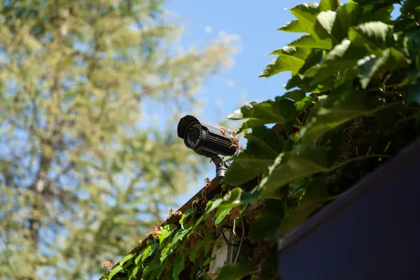 Video surveillance camera is installed on a brick fence against a blue sky. Large green leaves of plants grow on the fence. Bottom vie