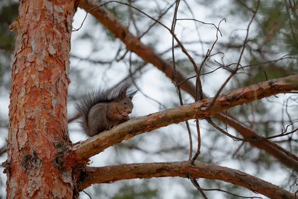 Red Squirrel Bushy Tail Sits Inclined Pine Branch Vertical Trun — Photo