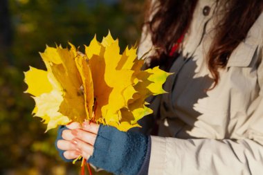 Sonbahar buketi. Mavi yün eldivenli kadın elleri büyük sarı akçaağaç yapraklarından bir buket tutuyor.