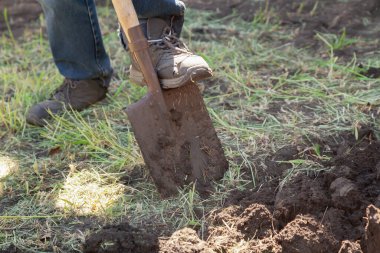 Sebze bahçesi kazıyorum. Kot pantolonlu bir adam siyah toprağı kazıyor yakın mesafeden kürekle.
