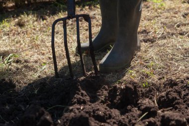 Özel yabalarla toprağı kazarız. Lastik çizmedeki bir bacak, dört çatallı bir yaba ile kara toprağı kazar. Kapat.