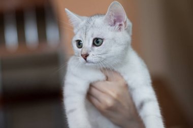 White cute burmilla cat with blue eyes sits on the hands of a woma