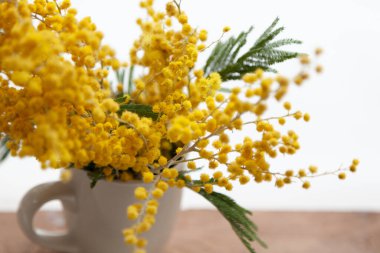Mimosa buketi. Beyaz arka plan manzaralı beyaz bardakta sarı mimoza dalı. Alt ahşap domuz.