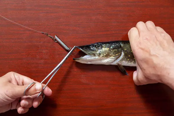Pike and baubles. The hands of the fisherman are pulled out of the mouth of the pike minnow with a special clam