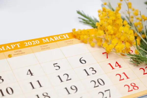 paper calendar for March with dates lies on a white background. Above is a branch of yellow mimos