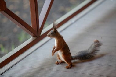 Kıvırcık kuyruklu kırmızı sincap Verand 'ın ahşap zemininde arka ayakları üzerinde duruyor.