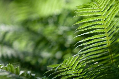 Sulu yeşil eğreltiotu dalında yeşil bulanık bir arka planda. Kapat.