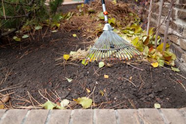 Sonbahar temizliği. Yelpaze tırmığı, sonbahar lavabosundaki büyük bir yığın içinde kuru çam iğneleri ve yaprakları toplar.