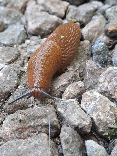 Gri taşların üzerinde kabuğu olmayan kahverengi bir deniz tarağı. Kurşunun gövdesinde iki göz dokunacı açıkça görülüyor. Kapat.