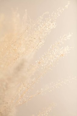 Soyut bitkisel sarı arka plan. Çoban çantasının ince dalları arka planda büyür.