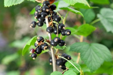 Ripe blackcurrant berries grow on a branch with green leaves close-u