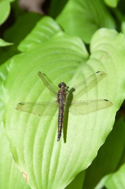 A large dragonfly sits on a green hosta leaf close-up. Macro shot of the texture of a leaf and insect wing