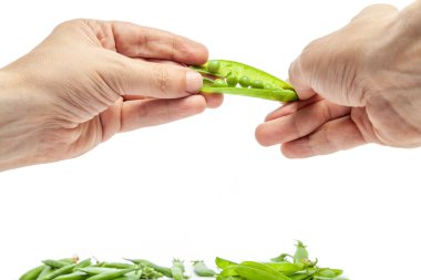 Two hands hold an open pod of green peas. On the left is a bunch of whole pods. Right pods without pea