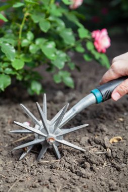 A hand holds a rotary cultivator with two metal stars and loosens the ground under a rose bus