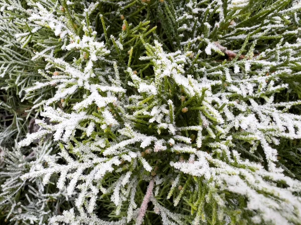 冬の雪の氷点下に覆われたトゥハの枝 — ストック写真