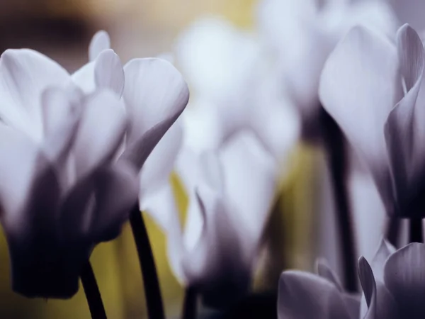 Detailní Makro Pohled Cyclamen Persicum Abstraktní Květiny Řadě Rozostřeným Pozadí — Stock fotografie
