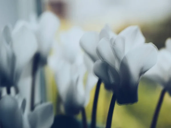 Silhuetas Desfocadas Flores Abstratas Cyclamen Persicum Uma Fileira Com Fundo — Fotografia de Stock
