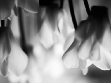 Soyut siyah ve beyaz çiçek yaprakları