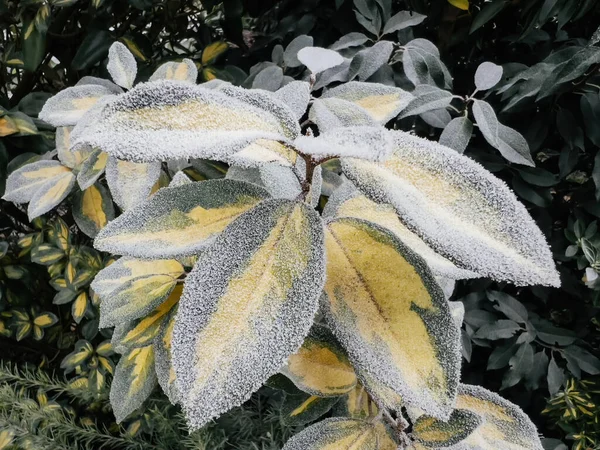 Covered Frost Bush Leaves Early January — Stock Photo, Image