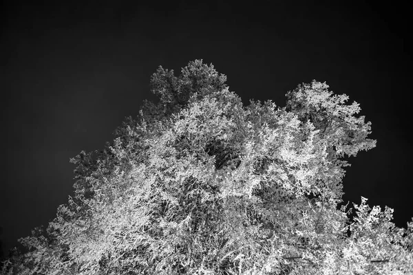 Night black and white scene of large tree covered with snow illuminated from below in the night darkness