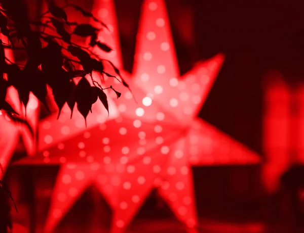View Plant Leaves Christmas Star Decoration Defocused Bokeh View Red — Foto de Stock