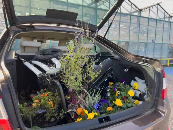 Rear View Car Open Trunk Multiple Flowers Florist Store Garden — Stock Photo, Image