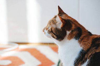 Oturma odasında çok ilginç bir şeye bakan üç renkli, güzel bir kedi profili.