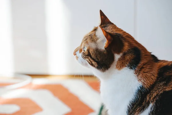 Hermoso Perfil Curioso Gato Tricolor Lindo Sala Estar Mirando Algo — Foto de Stock