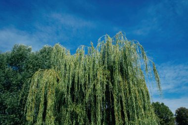 Arka planda dağınık bulutlarla söğüt ağacı alçak açısı