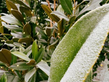 Soğuk bir kış günü, arkaplanda guirlande kış ışıklarıyla kaplı defne ağacında donla kaplanmış.