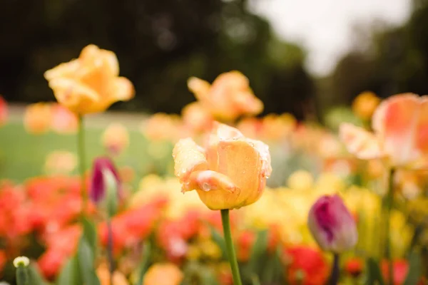 Tulipanes Amarillos Cubiertos Con Gotas Lluvia Agua Primer Plano Macro —  Fotos de Stock