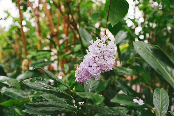Close Macro Tiro Ramo Árvore Lilac Com Uma Flor Acima — Fotografia de Stock