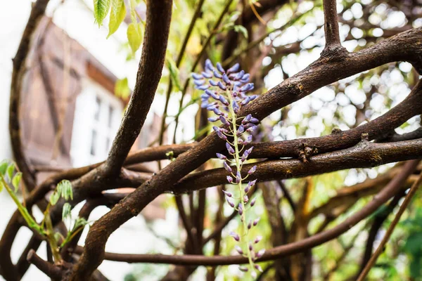 庭の春の早い時期に1つの花を持つ藤の木の枝 — ストック写真