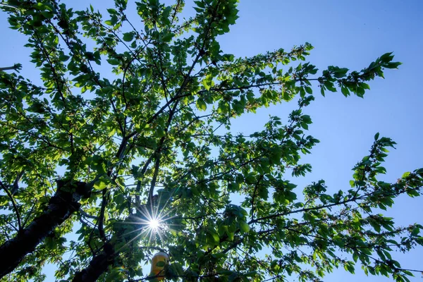 Cerisier Lumière Soleil Scintillant Travers Les Branches Vertes Début Printemps — Photo