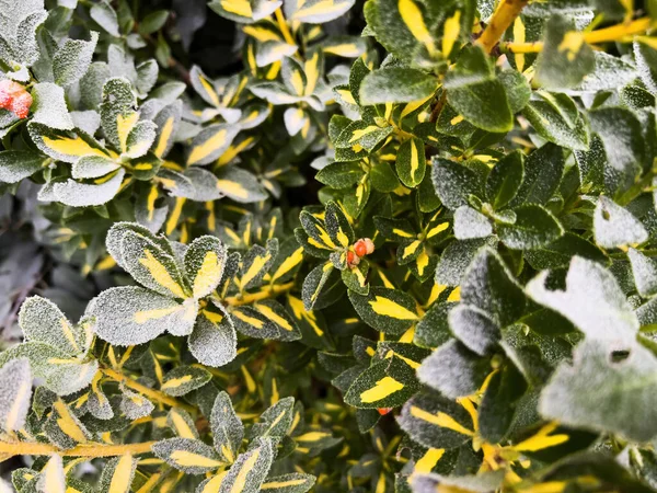 Pokryté Mrazem Chladném Zimním Dni Zelený Keř Zahradě — Stock fotografie