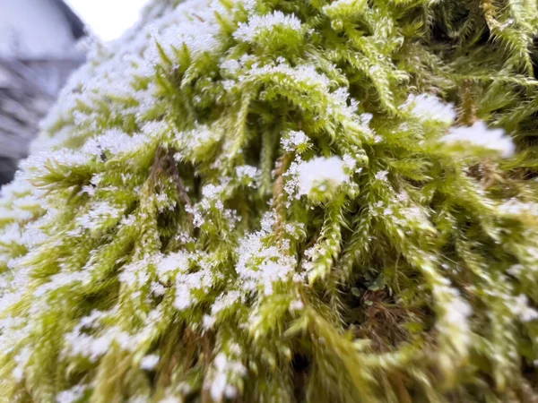 园中覆盖着霜冻的苔藓的特写镜头 智能手机摄影 — 图库照片