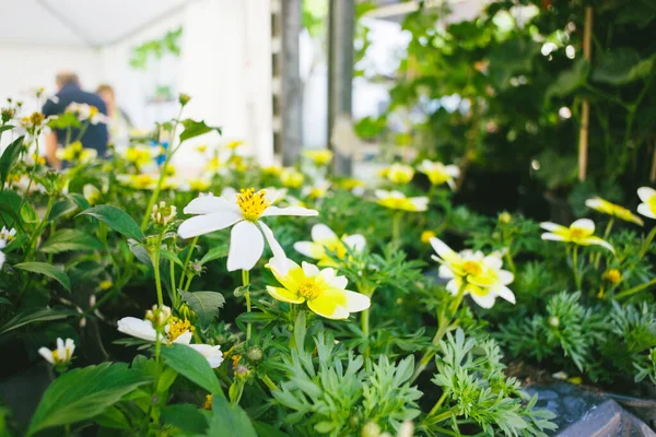 庭には鮮やかな黄色の花が咲き 香り高く新鮮です 繊細な成長の花と背景の顧客の美しさを完全にキャプチャします — ストック写真