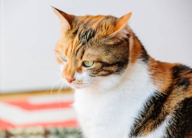 Üç renkli, düşünceli evcil kedi, parlak gözleri ve bıyıklarıyla, küçük ve orta büyüklükteki felidae memelilerinin özünü yakalar..