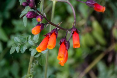 A close-up shot of a vibrant red eccremocarpus scaber flower, hanging delicately from its stem with freshness and health. Growth abounds in natures beauty clipart